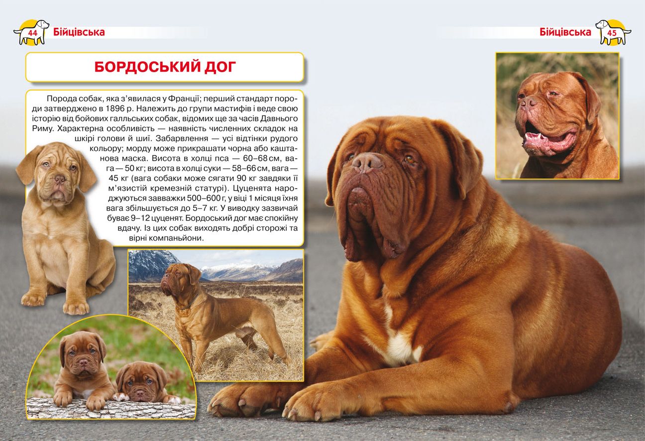 Книжка «Енциклопедія. Собаки»
